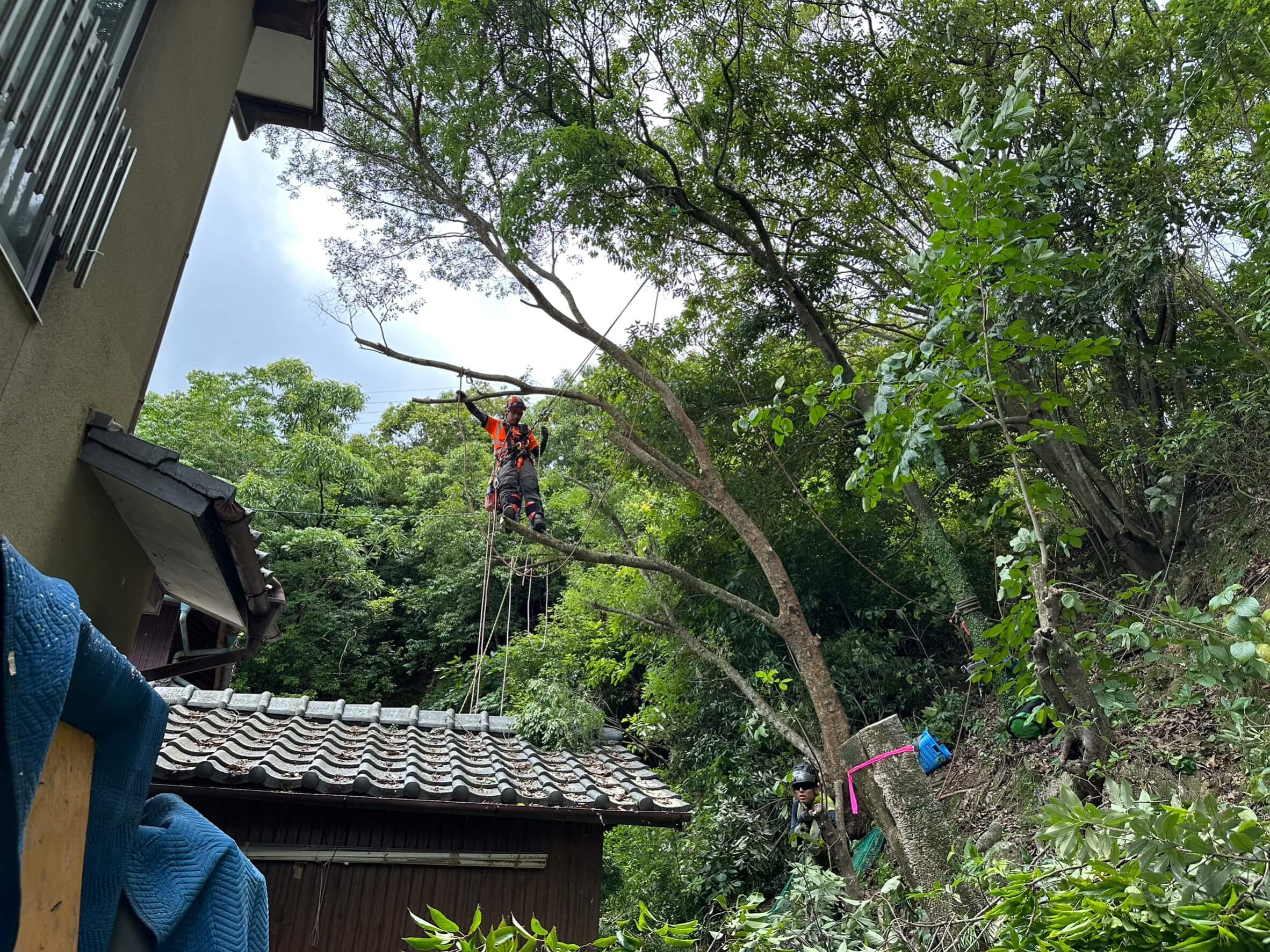 ロープをかけに枝先まで向かうスタッフ森下と地上でロープ捌く田嶋